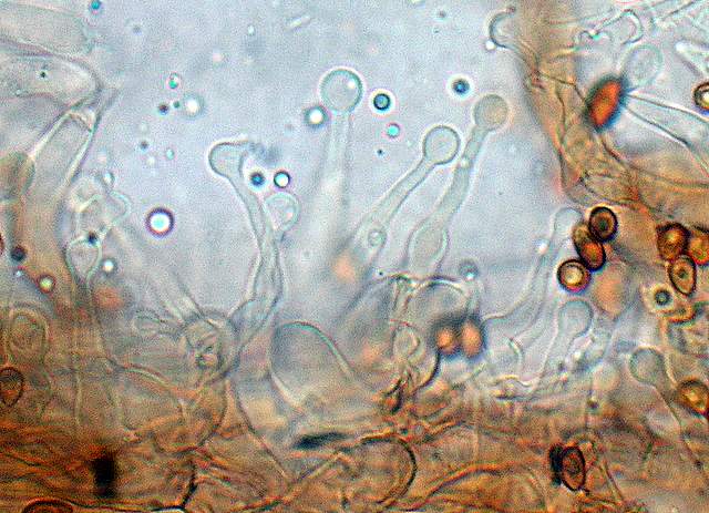 Galerina subexcentrica  spec.nov.